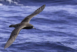 Flesh-footed Shearwater