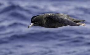 Flesh-footed Shearwater