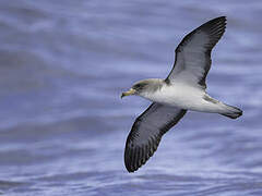 Cory's Shearwater