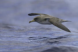 Cory's Shearwater