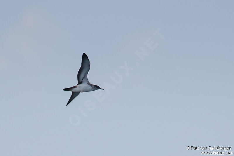 Black-vented Shearwater