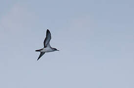 Black-vented Shearwater