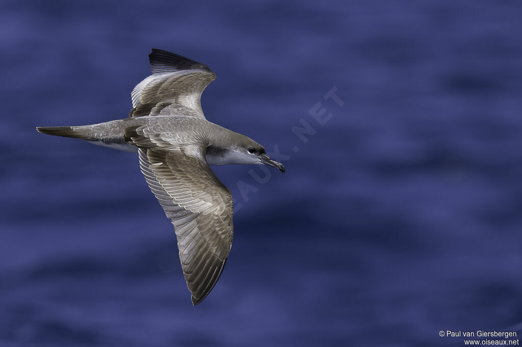 Buller's Shearwateradult