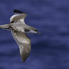 Puffin de Buller