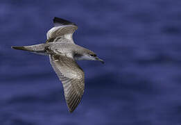 Buller's Shearwater