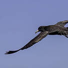 Puffin de Parkinson