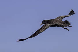 Black Petrel