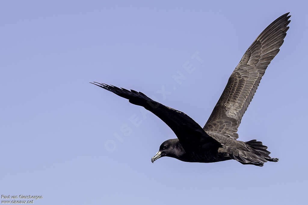 Black Petrel