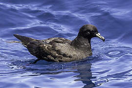 Black Petrel