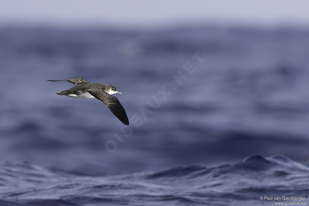 Manx Shearwateradult