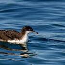 Puffin des Galapagos
