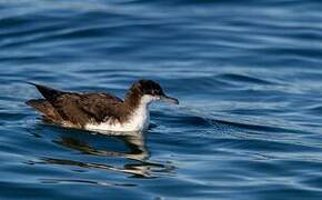 Galapagos Shearwater