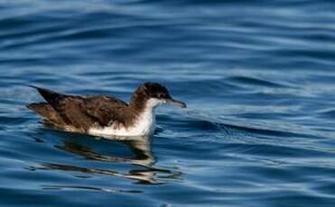 Puffin des Galapagos