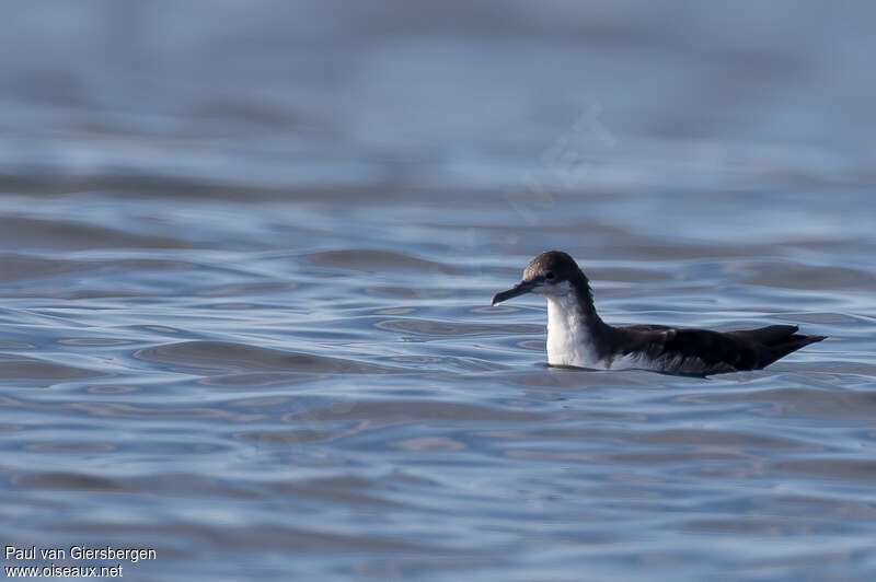 Galapagos Shearwater, identification