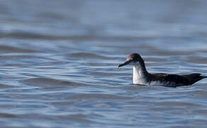 Galapagos Shearwater