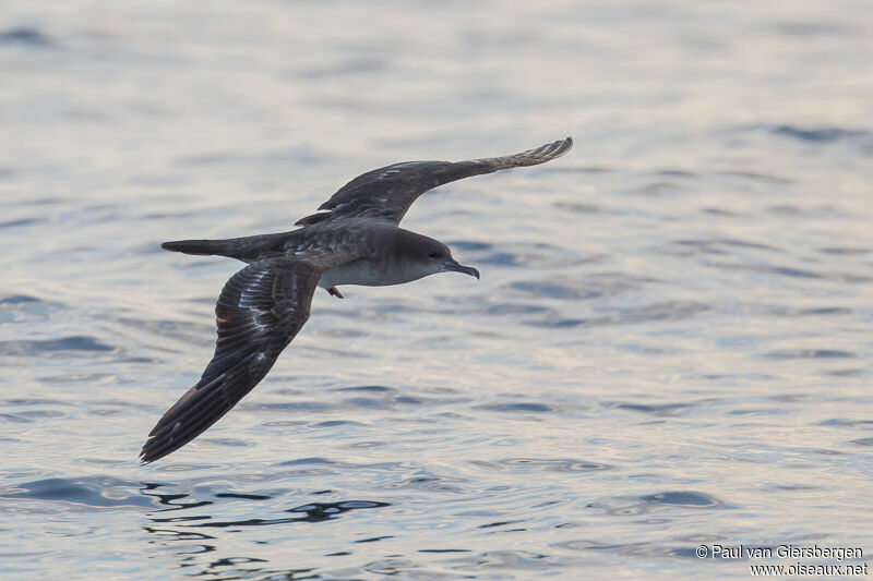 Wedge-tailed Shearwateradult