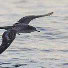 Puffin fouquet