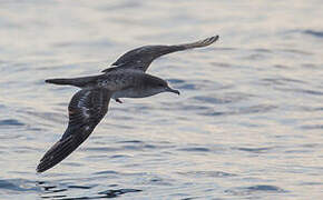 Wedge-tailed Shearwater