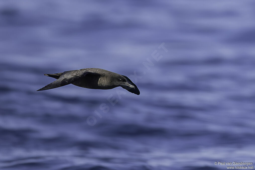 Sooty Shearwateradult