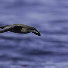 Puffin fuligineux