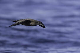 Sooty Shearwater