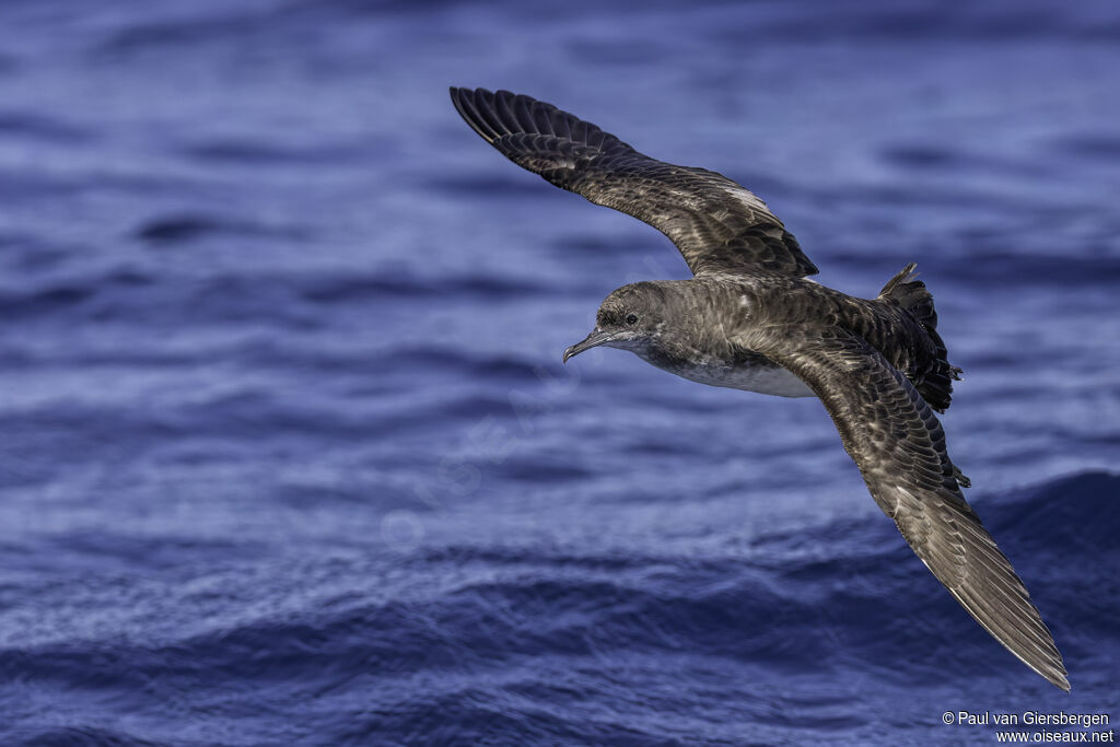 Fluttering Shearwateradult