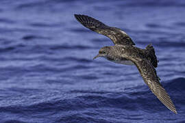 Fluttering Shearwater