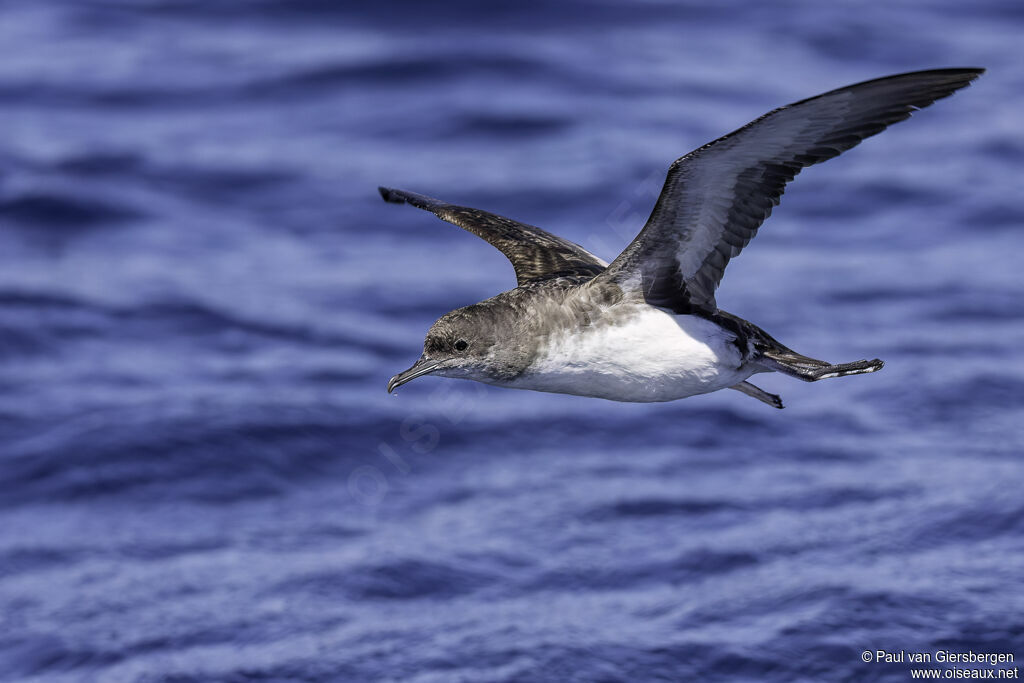 Fluttering Shearwateradult