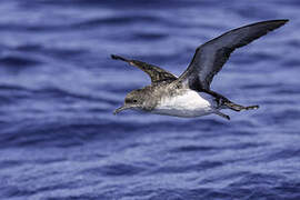 Fluttering Shearwater