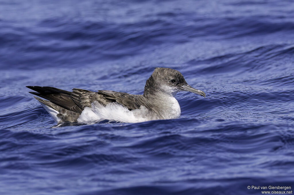 Fluttering Shearwateradult