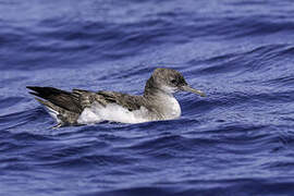 Fluttering Shearwater