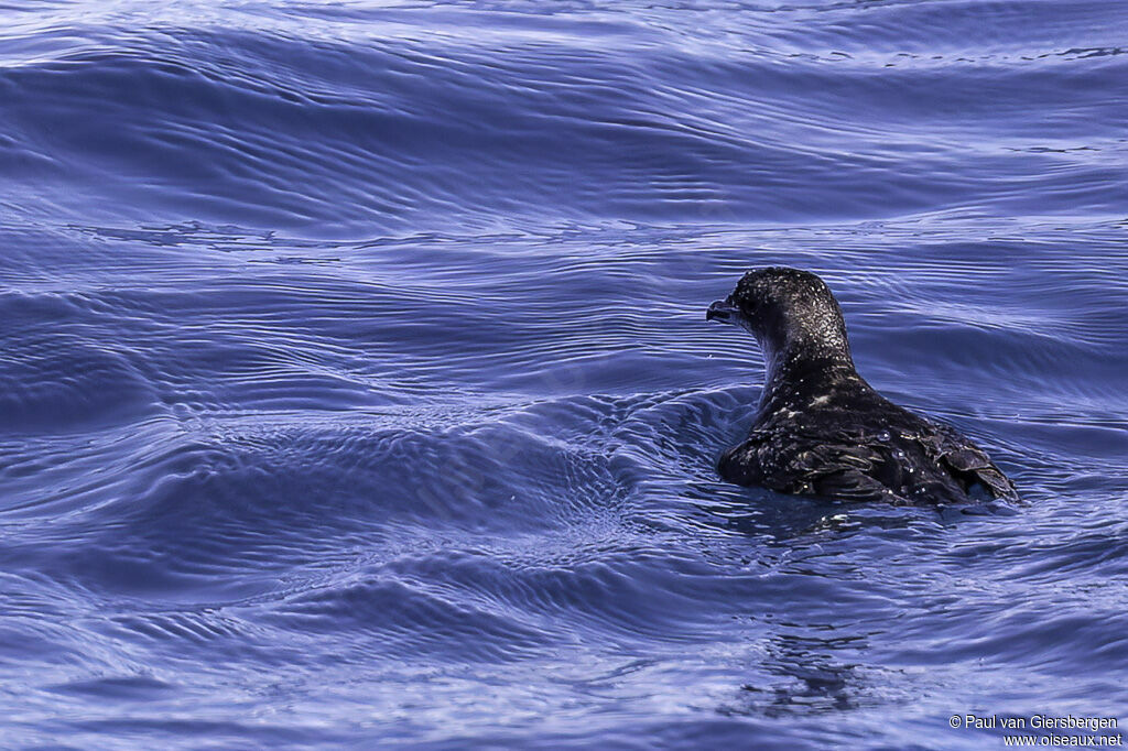 Puffinure plongeuradulte