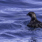 Puffinure plongeur