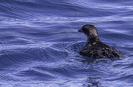 Common Diving Petrel