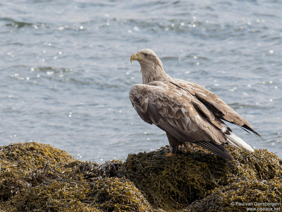 White-tailed Eagleadult