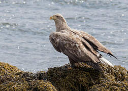 White-tailed Eagle