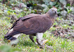 Grey-headed Fish Eagle