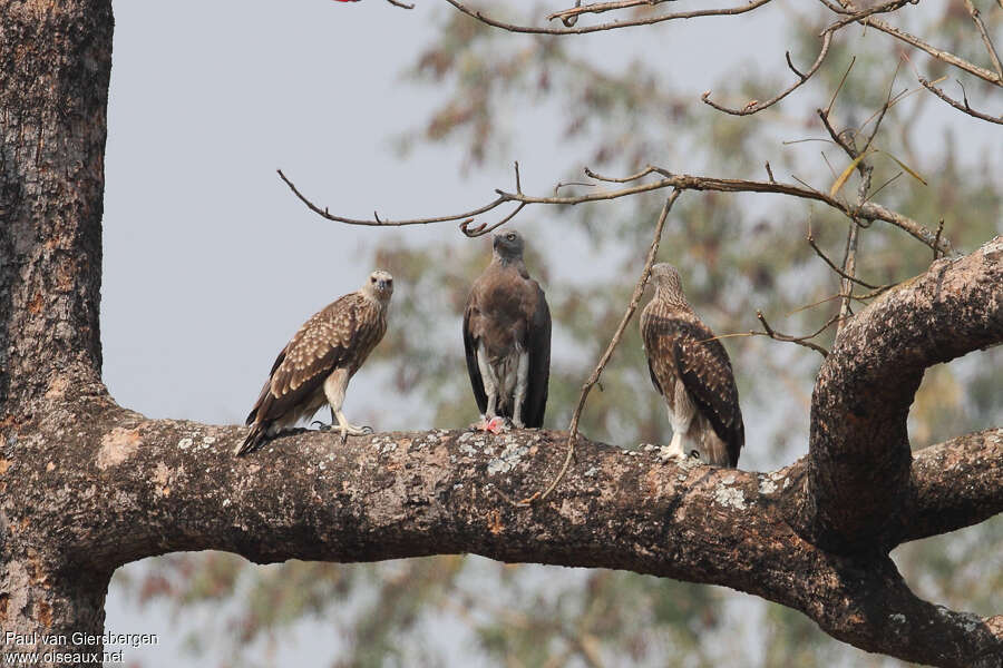 Grey-headed Fish Eagle, habitat, pigmentation