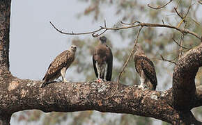 Grey-headed Fish Eagle