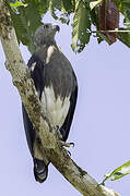 Grey-headed Fish Eagle