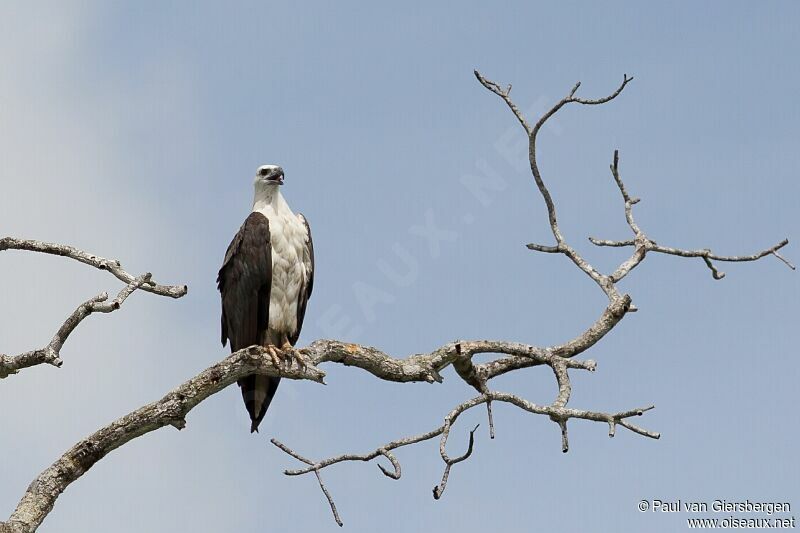 White-bellied Sea Eagle