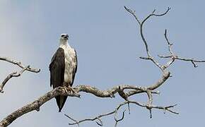 White-bellied Sea Eagle