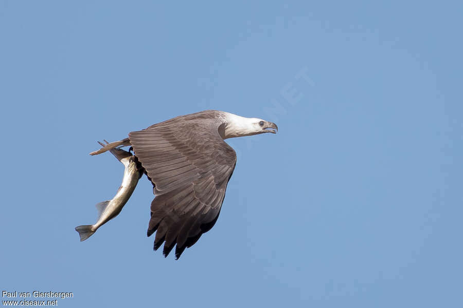 White-bellied Sea Eagleadult, fishing/hunting