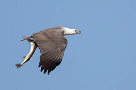 White-bellied Sea Eagle