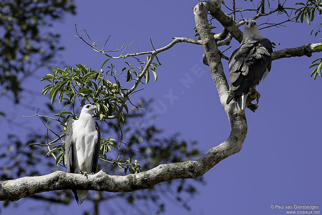 White-bellied Sea Eagleadult