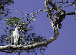 White-bellied Sea Eagle