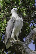 White-bellied Sea Eagle