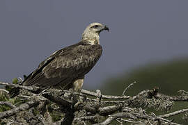 White-bellied Sea Eagle