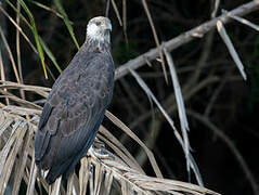 Madagascan Fish Eagle