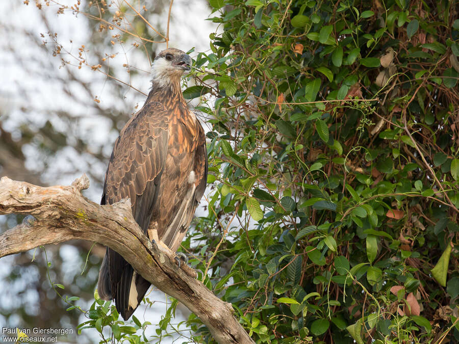 Madagascan Fish Eagleimmature